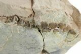 Bargain, Fossil Oreodont (Merycoidodon) Skull - South Dakota #249267-2